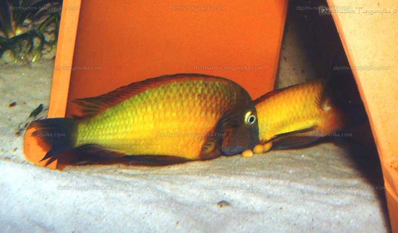 Tropheus Ilangi